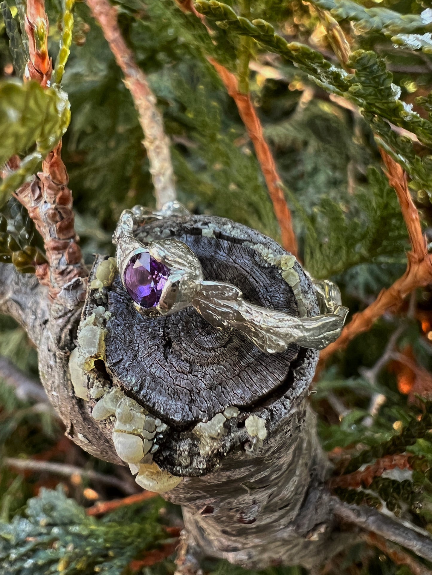 Cedar Conifer Ring in Amethyst