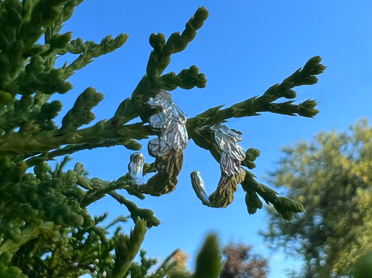 Cedar Hoop Earring (small)